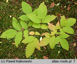 Fraxinus lanuginosa (jesion japoński)