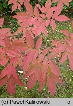 Fraxinus lanuginosa (jesion japoński)