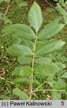 Fraxinus latifolia (jesion szerokolistny)