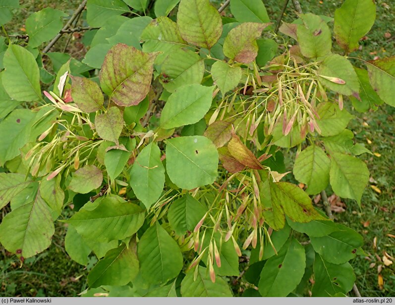 Fraxinus lanuginosa (jesion japoński)