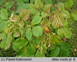 Fraxinus lanuginosa (jesion japoński)