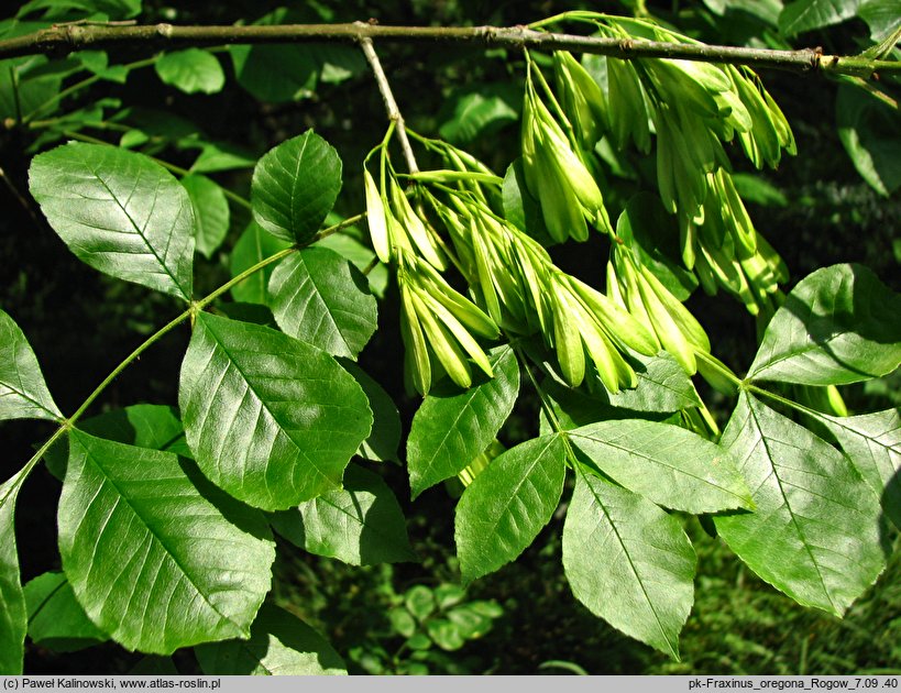 Fraxinus latifolia (jesion szerokolistny)