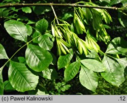 Fraxinus latifolia (jesion szerokolistny)