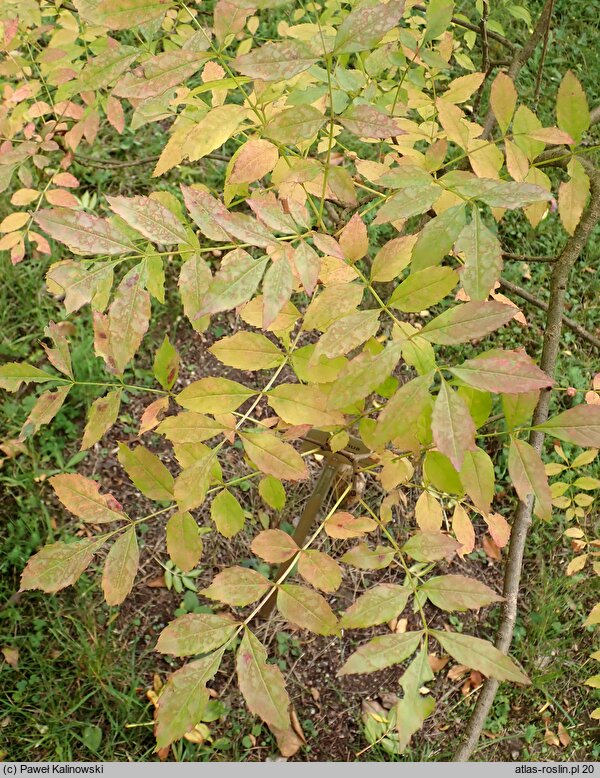 Fraxinus pallisiae