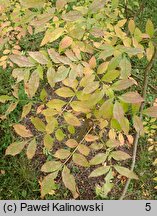 Fraxinus pallisiae