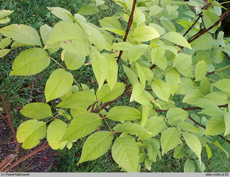 Fraxinus quadrangulata (jesion czterograniasty)