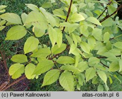 Fraxinus quadrangulata (jesion czterograniasty)