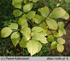 Fraxinus quadrangulata (jesion czterograniasty)