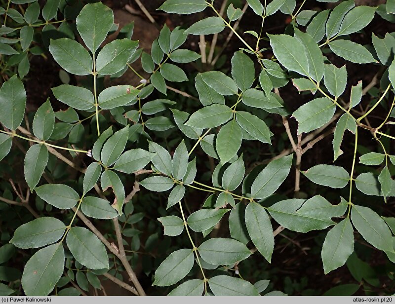 Fraxinus retusa