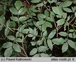 Fraxinus retusa