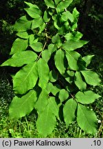 Fraxinus sieboldiana (jesion Siebolda)