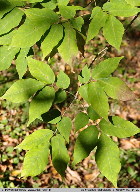 Fraxinus sieboldiana (jesion Siebolda)