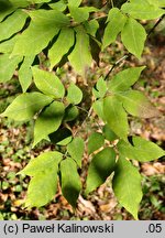 Fraxinus sieboldiana (jesion Siebolda)