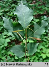 Fraxinus sieboldiana (jesion Siebolda)