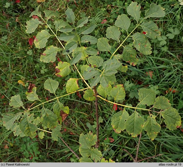 Fraxinus sogdiana