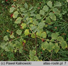 Fraxinus sogdiana