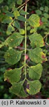 Fraxinus sogdiana