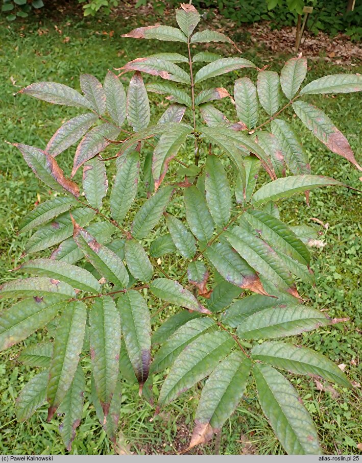 Fraxinus suaveolens