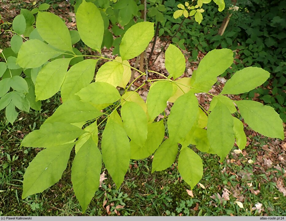 Fraxinus albicans