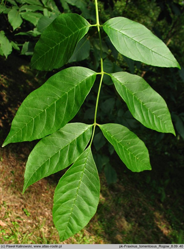 Fraxinus profunda