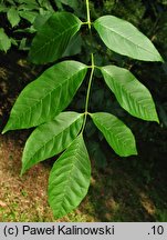 Fraxinus profunda