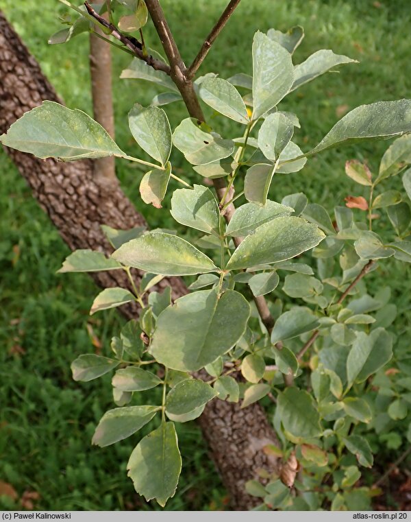 Fraxinus velutina (jesion aksamitny)