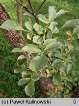 Fraxinus velutina (jesion aksamitny)