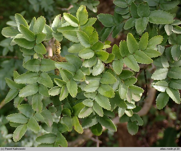 Fraxinus ×xanthoxyloides