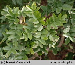 Fraxinus ×xanthoxyloides