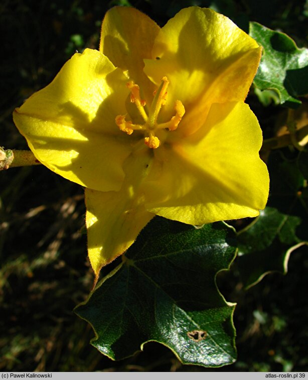 Fremontodendron californicum