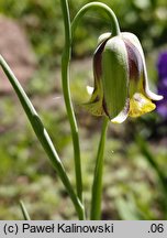 Fritillaria acmopetala (szachownica ostropłatkowa)