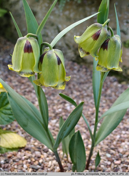 Fritillaria acmopetala (szachownica ostropłatkowa)