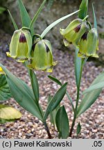 Fritillaria acmopetala (szachownica ostropłatkowa)