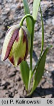 Fritillaria acmopetala (szachownica ostropłatkowa)