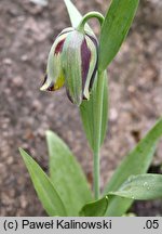 Fritillaria acmopetala (szachownica ostropłatkowa)