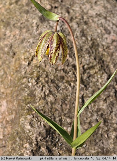 Fritillaria affinis