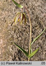 Fritillaria affinis