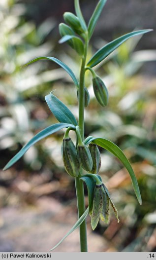 Fritillaria affinis