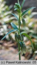 Fritillaria affinis