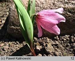 Fritillaria alburyana