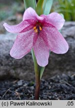 Fritillaria alburyana