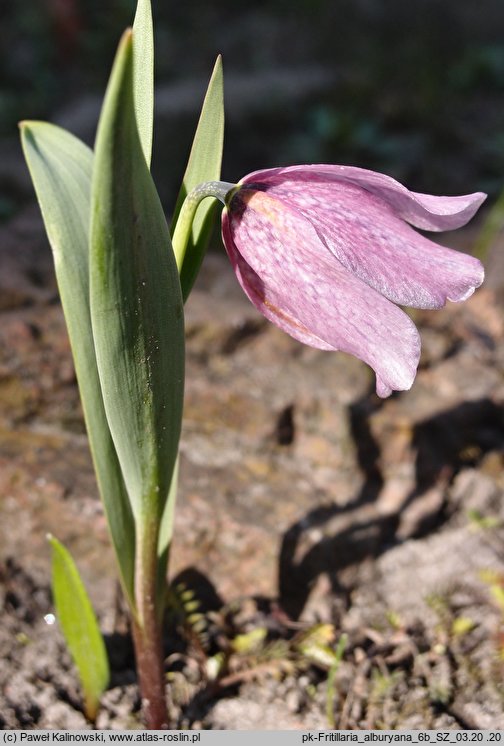 Fritillaria alburyana