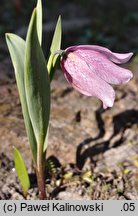 Fritillaria alburyana