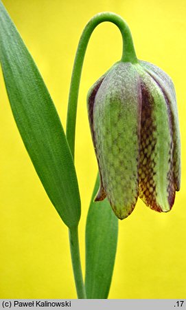 Fritillaria amana