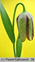 Fritillaria amana