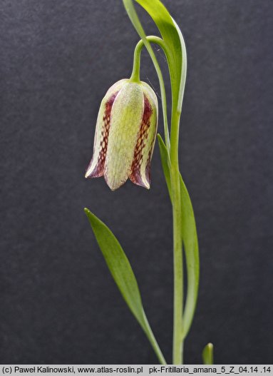 Fritillaria amana