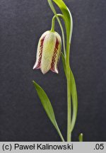 Fritillaria amana