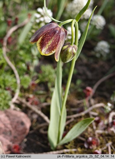 Fritillaria rhodocanakis ssp. argolica