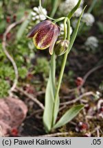 Fritillaria rhodocanakis ssp. argolica