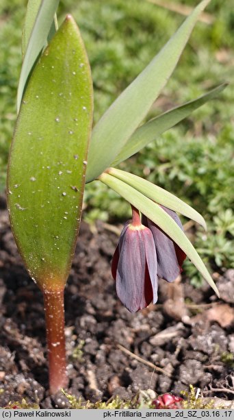 Fritillaria armena